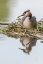 Great Crested Grebe (Podiceps cristatus) brooding his nest on a river Royalty Free Stock Photo