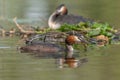 Great Crested Grebe (Podiceps cristatus) brooding his nest on a river Royalty Free Stock Photo