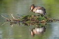 Great Crested Grebe (Podiceps cristatus) brooding his nest on a river Royalty Free Stock Photo