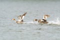 Great Crested Grebe (Podiceps cristatus) chasing off a rival Royalty Free Stock Photo