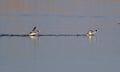 Great-crested grebe, Podiceps cristatus. Early morning on the river, the birds run over water