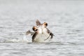 Great Crested Grebe (Podiceps cristatus) fighting each other, taken in London, England Royalty Free Stock Photo