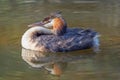 A Great Crested Grebe Podiceps cristatus Royalty Free Stock Photo