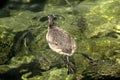 Great crested grebe Podiceps cristatus; immature individual on Lake Garda