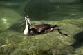 Great crested grebe Podiceps cristatus; immature individual on Lake Garda