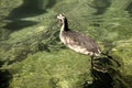 Great crested grebe Podiceps cristatus; immature individual on Lake Garda