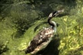 Great crested grebe Podiceps cristatus; immature individual surfacing on Lake Garda