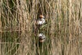Great crested grebe Podiceps cristatus incubating eggs and sitting on nest hidden amongst marshland reeds