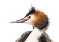 Great crested grebe, Podiceps cristatus, isolated on white Royalty Free Stock Photo