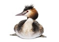 Great crested grebe, Podiceps cristatus, isolated on white Royalty Free Stock Photo