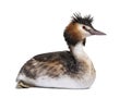 Great crested grebe, Podiceps cristatus, isolated on white Royalty Free Stock Photo