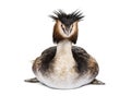 Great crested grebe, Podiceps cristatus, isolated Royalty Free Stock Photo