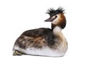 Great crested grebe, Podiceps cristatus, isolated Royalty Free Stock Photo