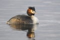 Great Crested Grebe, Podiceps cristatus Linnaeus Royalty Free Stock Photo