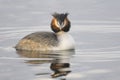 Great Crested Grebe, Podiceps cristatus Linnaeus Royalty Free Stock Photo