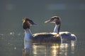 Great crested grebe Podiceps cristatus mating during Springtime