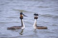 Great crested grebe Podiceps cristatus mating during Springtime