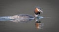 Great Crested Grebe (Podiceps cristatus) on Lake