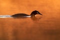 Great Crested Grebe, Podiceps cristatus, morning sunlight, orange water. Nesting time, on the dark green lake, bird in the nature Royalty Free Stock Photo