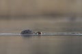 Great Crested Grebe swimming low on the Somerset Levels, United Kingdom