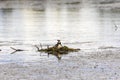 Great Crested Grebe on the nest Royalty Free Stock Photo