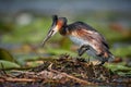 The great crested grebe - Podiceps cristatus, on the nest. Wildlife scene from Danube delta Royalty Free Stock Photo