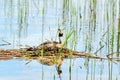 Great crested grebe (Podiceps cristatus) Royalty Free Stock Photo