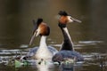 Great Crested Grebe (Podiceps cristatus)