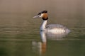 Great-crested grebe, Podiceps cristatus Royalty Free Stock Photo