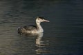 Great-crested grebe, Podiceps cristatus Royalty Free Stock Photo