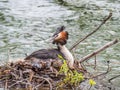 Great Crested Grebe Podiceps cristatus sits on nest