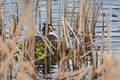 The great crested grebe sitting on eggs in the nest Royalty Free Stock Photo