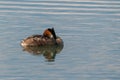 Great Crested Grebe, podiceps cristatus, wild bird asleep with reflection on still lake