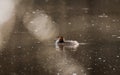 Great crested grebe (Podiceps cristatus) swimming on a lake Royalty Free Stock Photo