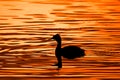 Great Crested Grebe, Podiceps cristatus, swimming on a lake at sunset