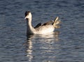 Great crested grebe with huge foot