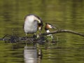 Great-crested grebe, Podiceps cristatus