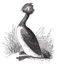 Great Crested Grebe or Podiceps cristatus vintage engraving