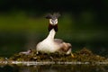 Great Crested Grebe, Podiceps cristatus, water bird sitting on the nest, nesting time, on the dark green lake, bird in the nature Royalty Free Stock Photo