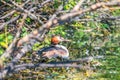 Great Crested Grebe, Podiceps cristatus, water bird sitting on the nest, nesting time on the green lake Royalty Free Stock Photo