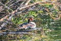 Great Crested Grebe, Podiceps cristatus, water bird sitting on the nest, nesting time on the green lake Royalty Free Stock Photo