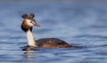 Great Crested Grebe - Podiceps Cristatus Royalty Free Stock Photo