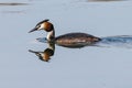 Great Crested Grebe Podiceps cristatus wild bird with reflection on still lake water