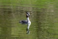 Great Crested Grebe Podiceps cristatus wild bird with reflection on still lake water