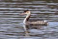 Great Crested Grebe - Podiceps cristatus in winter plumage late December. Royalty Free Stock Photo