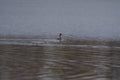Great Crested Grebe on a pond Royalty Free Stock Photo