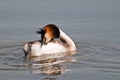 Great crested grebe river po delta