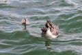 A great crested grebe with it s young