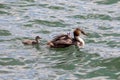 A great crested grebe with it s young