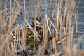 The great crested grebe sitting on eggs in the nest Royalty Free Stock Photo